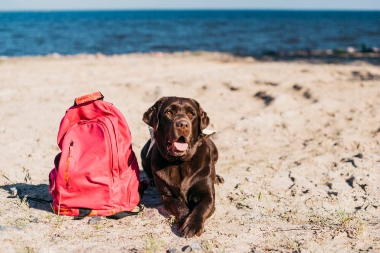 Essential Gear for a Dog-Friendly Beach Day