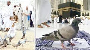 Fakta Unik Merpati di Saudi Tak Pernah Kotori Ka’bah